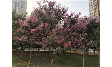 夏秋季節(jié)，錫城首次驚現(xiàn)紫薇花開美景